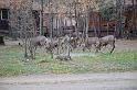 Yet more deer